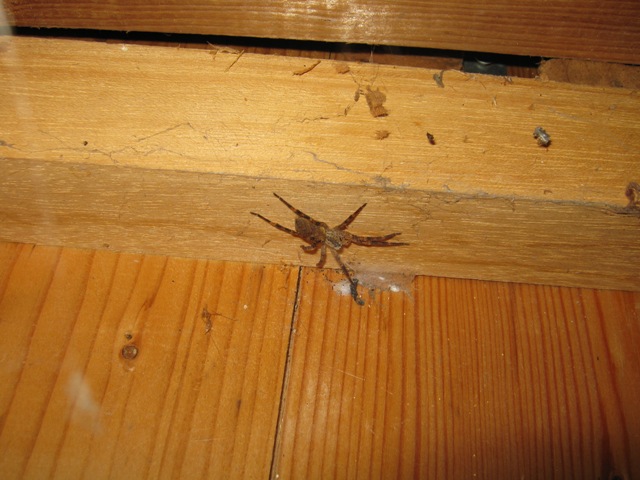 Gnaphosidae, Zoropsis sp.